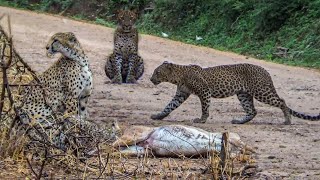 The Victim of Cheetahs #safari #wildlife #cheetah #tiger #victim #thewildtube #treatment #srilanka