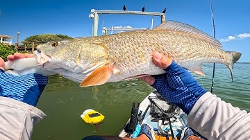 Using Live Shrimp to Catch Redfish on The Flats