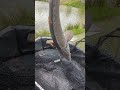 #niederlande #angel #fish #nl #enschede #fishing #bigfish #teich #kids #fry #japan #spaß #wurm