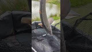 #niederlande #angel #fish #nl #enschede #fishing #bigfish #teich #kids #fry #japan #spaß #wurm