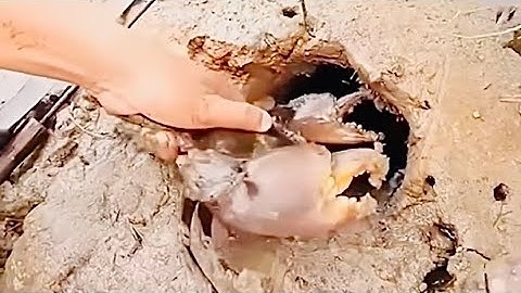 Mò bắt cua trong rừng ngập mặn #thiennhienhoangda #khampha #thiennhien #xuhuongyoutube #thinhhanh