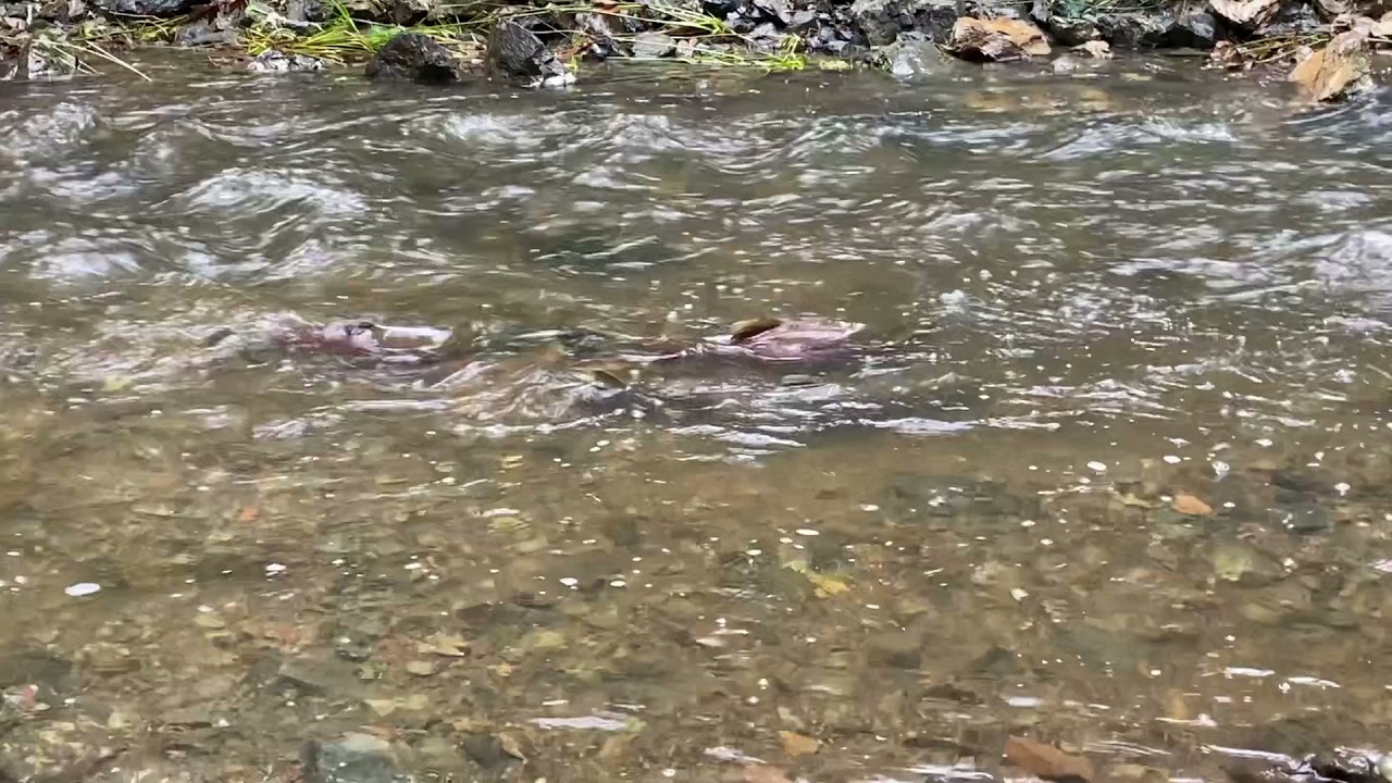 Coho salmon spawning behavior in Russian River tributary