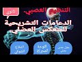 الدعامات التشريحية للمنعكس العضلي المغزل العصبي العضلي اللوحة المحركة والمركز العصبي 2ثانوي