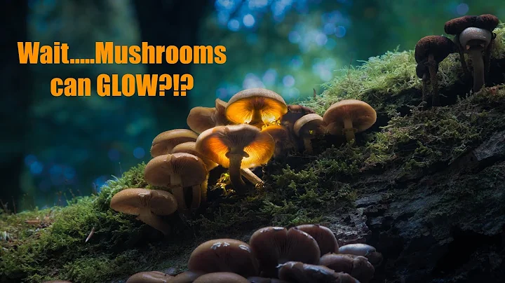 How I Make Mushrooms Glow | Woodland Photography Tutorial 