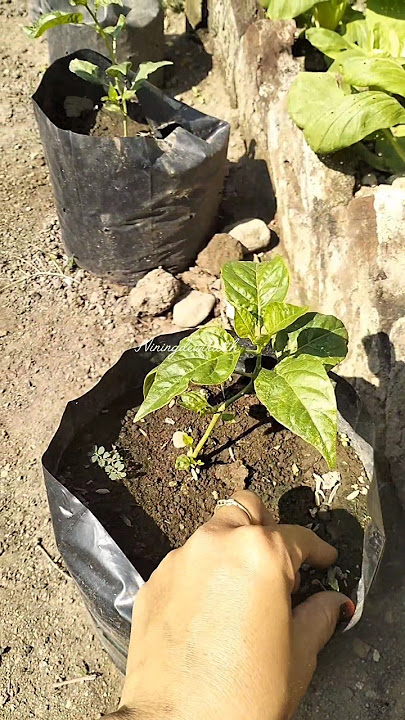 usahakan tanaman cabai terkena sinar matahari selama 8 jam/hari #cabaiponirun #polybag #youtube #fyp
