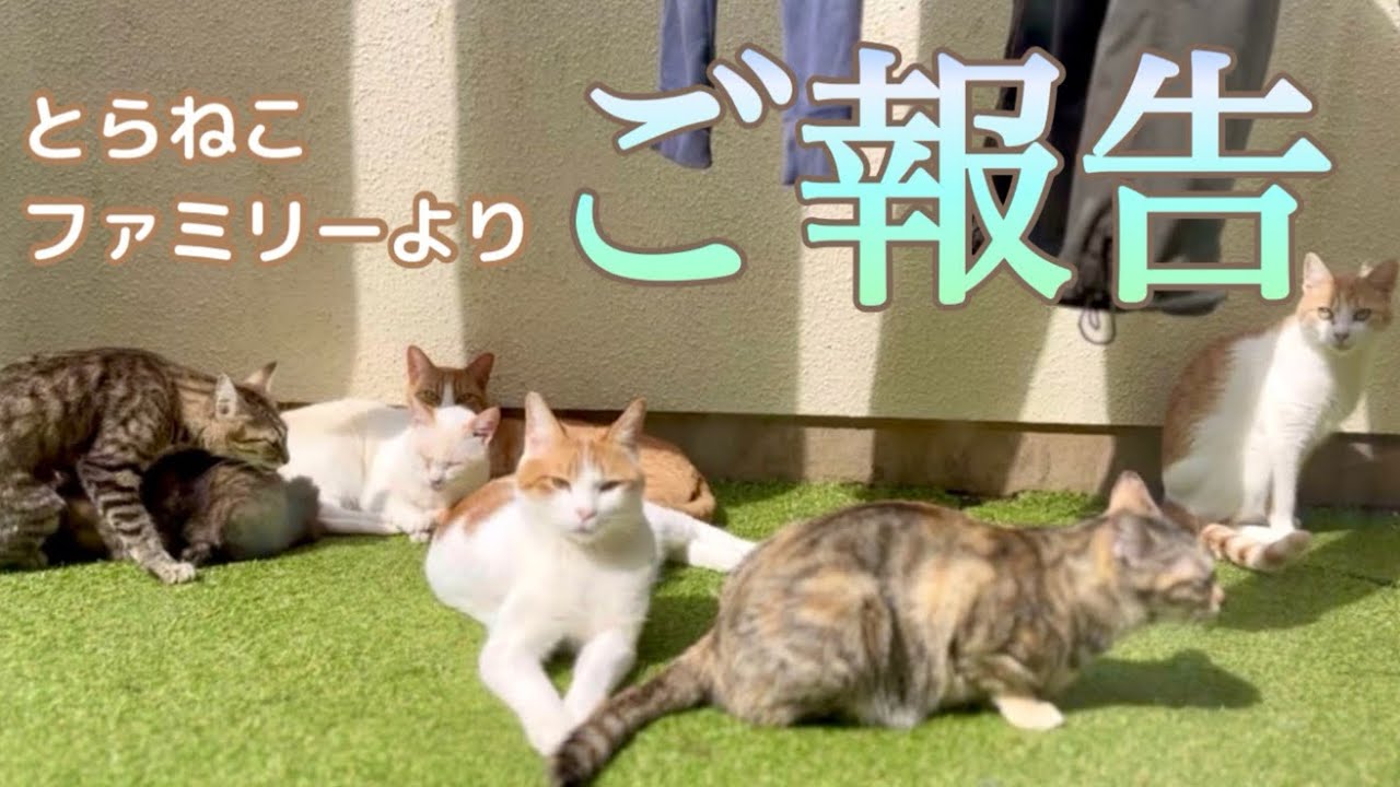 とらねこ maxresdefault.jpg