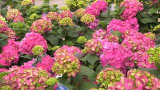 Anoka County Master Gardeners PSA | QCTV