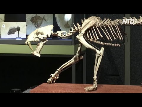 Скелет доісторичної хижої кішки виставлять на торги у Швейцарії