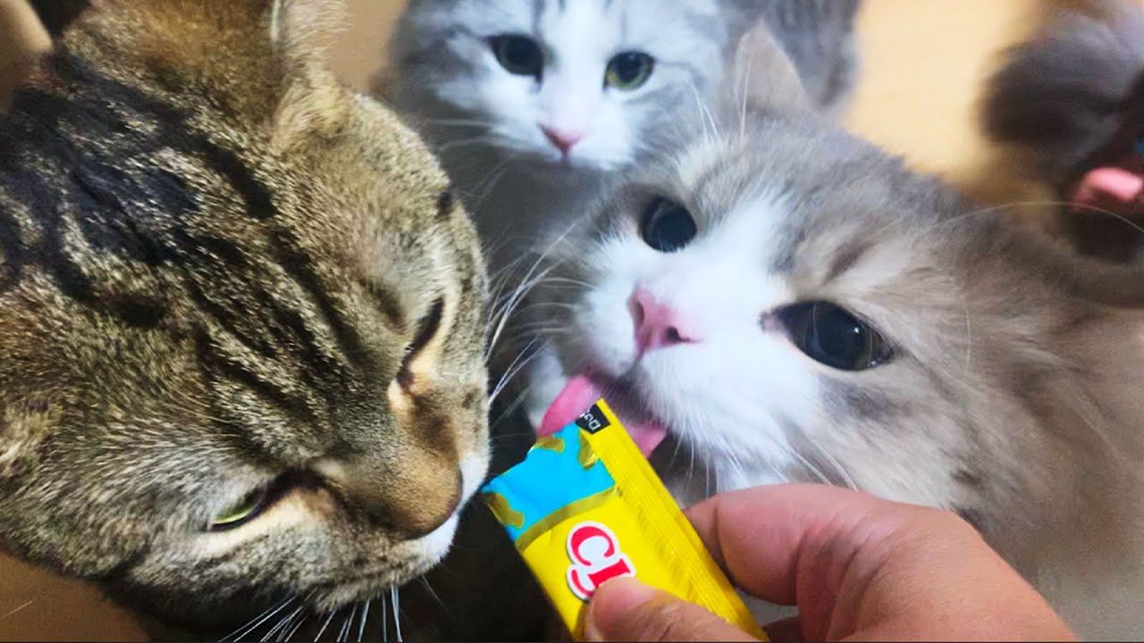 猫4匹にチュールタイムで一部野獣化 Ciao ちゅ る Youtube