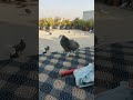 Pigeons #karachi