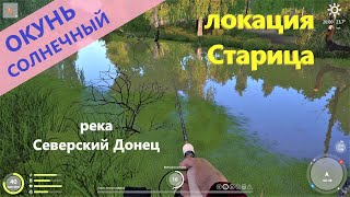 Русская рыбалка 4 - река Северский Донец - Окунь солнечный у старого мостика