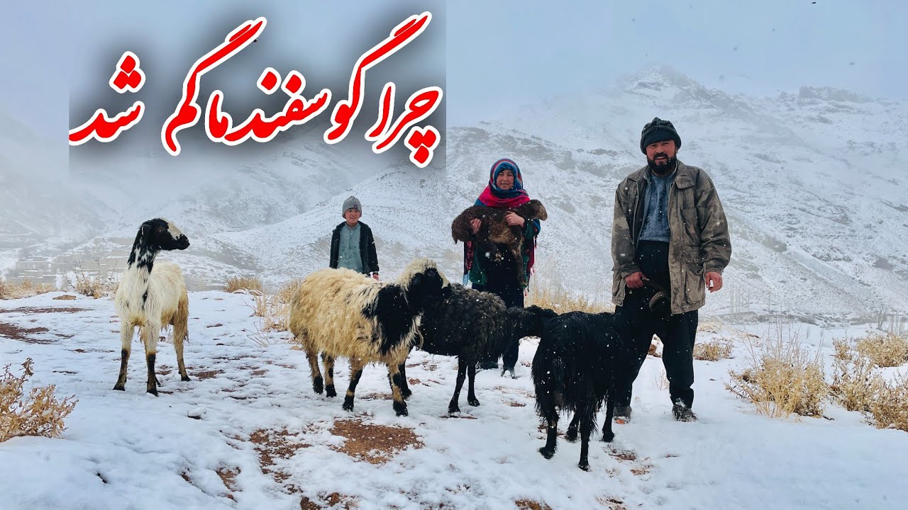چرا گوسفندان ما گم شد🥶🌨 - YouTube