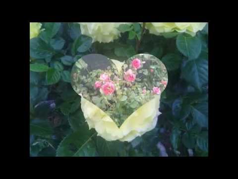Видео: Красиви декоративни храсти в моята градина