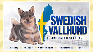 Swedish Vallhund AKC Breed Standard ⋆ Full Audio Narration screenshot 5