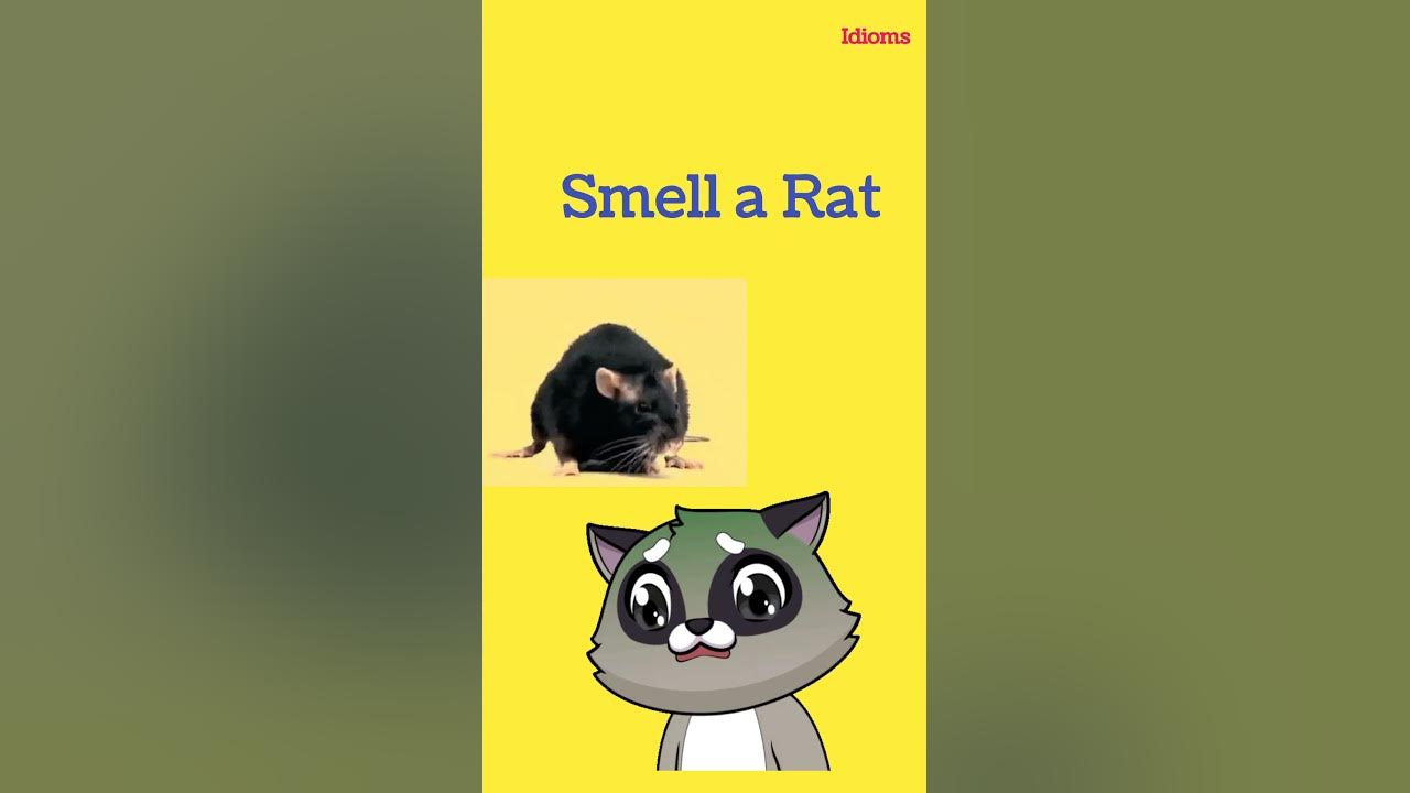 Smell a rat | idioms| English @englishwalididi - YouTube