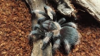 Madárpók etetés /Tarantula feeding video #13