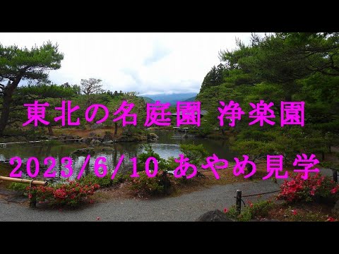 福島市　浄楽園　あやめの花