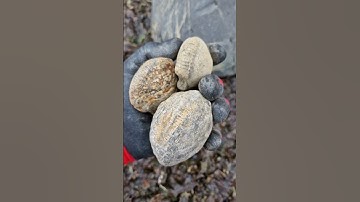 Trio of Ammonite Fossil nodules fresh from the cliffs! 🤤🤤🤤 #fossilhunting #fossils #shorts #coast