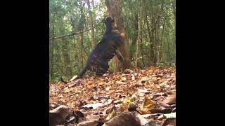 RARE BLACK TIGER captured on camera trap in India