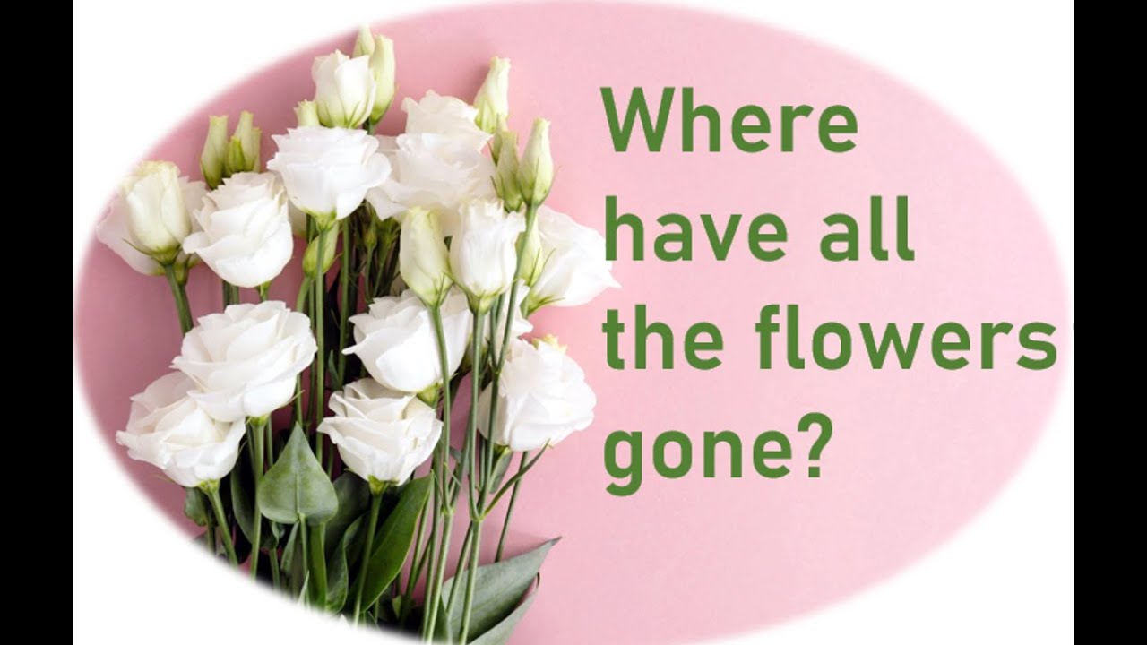 Where have all the flowers gone? YouTube