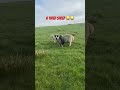 Tired sheep funny #shorts #funny #viral