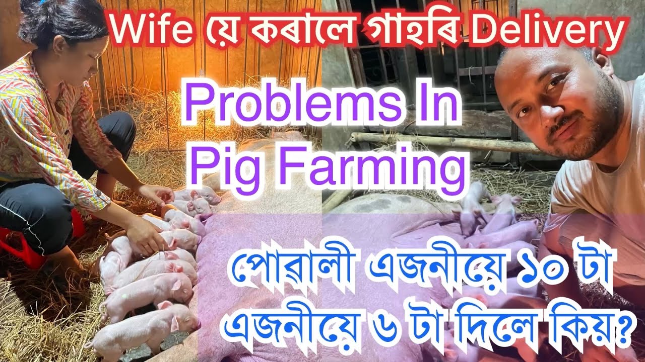 PIGLET CARE PIG FARM IN ASSAM HOW TO piglet-care-pig-farm-in-assam-how-to