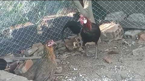 Gà rừng rặc đã thay lông gần xong ( lau qaib qus zoo nraug kawg)