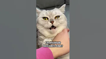 Как правильно наказать кошку #кот #shorts