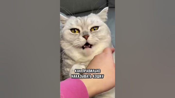 Как правильно наказать кошку #кот #shorts