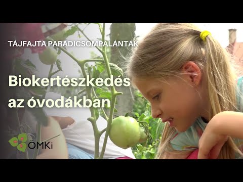 Biokertészkedés az óvodákban - ÖMKi öko tájfajta paradicsompalánták az Ovikert programban