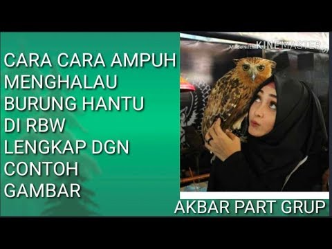 Cara mengusir burung hantu dari rumah