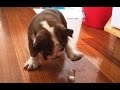 Puppies vs ice cubes