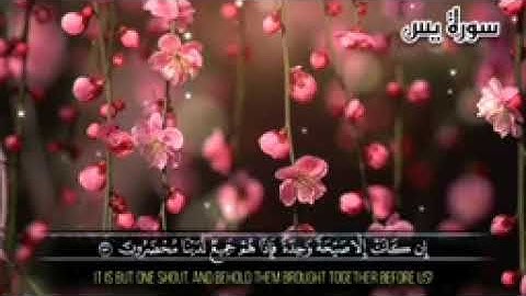 سورة يس سورة الرحمن و سورة الملك للقارئ عمر محجوب #بتلاوة رائعة تريح القلب و صوت خاشع@مجيدوchanel