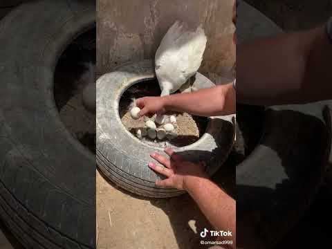 فحص بيض البط ماشاءالله Youtubeshorts Fypシ Shorts 