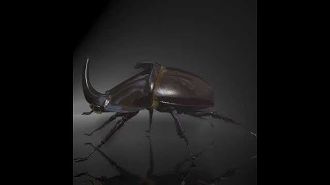 Rhinoceros Beetle RIGGED 3D model from CGTrader.com