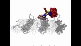 Molecular Motor Kinesin Walks Like a Drunk Man