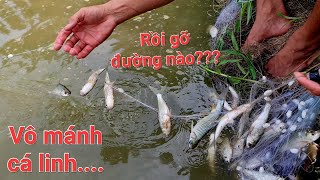 Một nùi cá. Cá dính se diền, không thấy lưới luôn | Săn bắt SÓC TRĂNG |