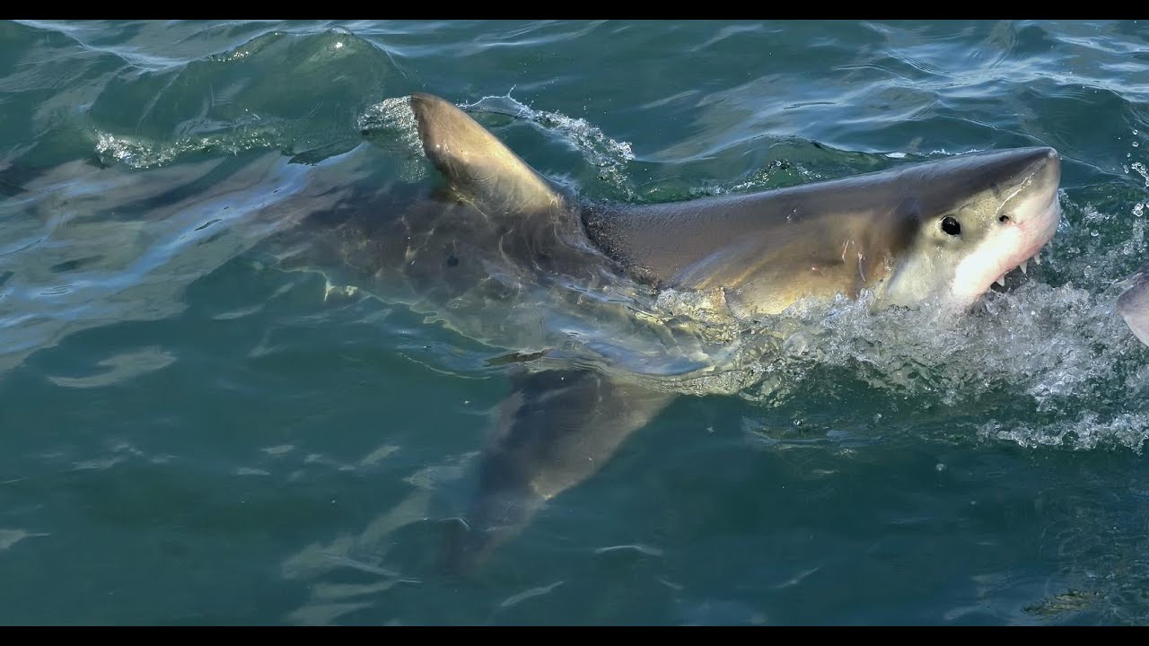 Shark Attacks New Zealand Woman Walking in Knee-Deep Water