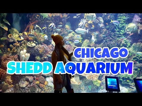 Shedd Aquarium Discount Tickets - Aquarium Tips