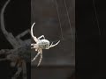 The spider spins a web. Microworld close-up, macro video #shorts