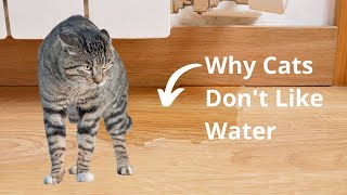 Why Cats Don't Like Water: Cat Hydrophobia by METARERM 267 views 10 months ago 2 minutes, 23 seconds