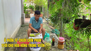 Ủ phân từ chuối chín để phun và tưới cho hoa hồng được đẹp hơn