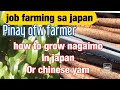 HOW TO GROW NAGAIMO OR CHINESE YAM IN JAPAN/Japanese best veggie for all seasons