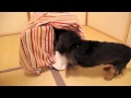 How To Teach A Blind Dog To Go Into Crate - Blind Dog Training Tips How To Teach A Blind Dog To Go Into Crate - Blind Dog Training Tips