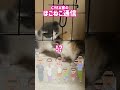 【子猫】あかにゃんたちの名前決まりました