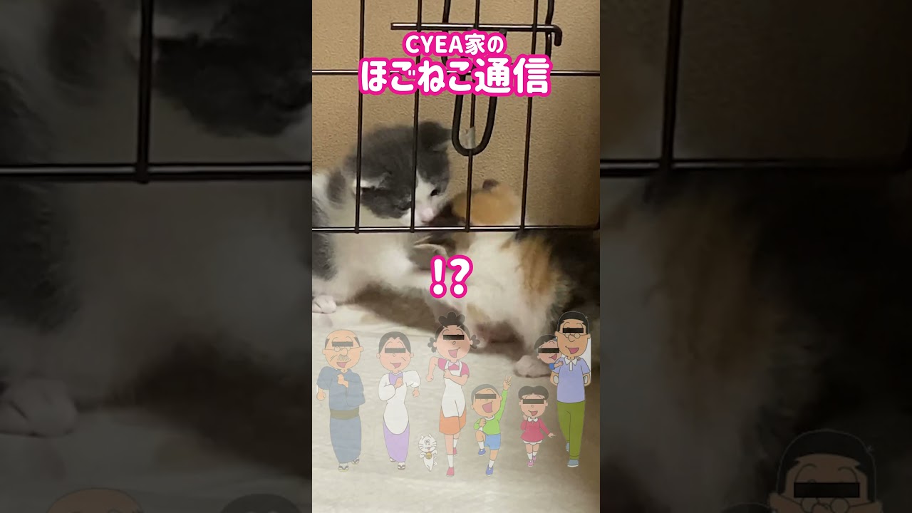 【子猫】あかにゃんたちの名前決まりました