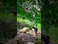 Jungle survival 🏔️ #shorts #survival #villagelife