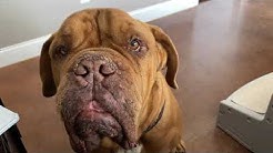 Lone Star Dog Ranch Dog Ranch Rescue Youtube