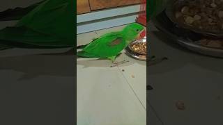 #tito #talkingparot #eating #funnyanimal #birdslover #mithu #heart ❤️🦜