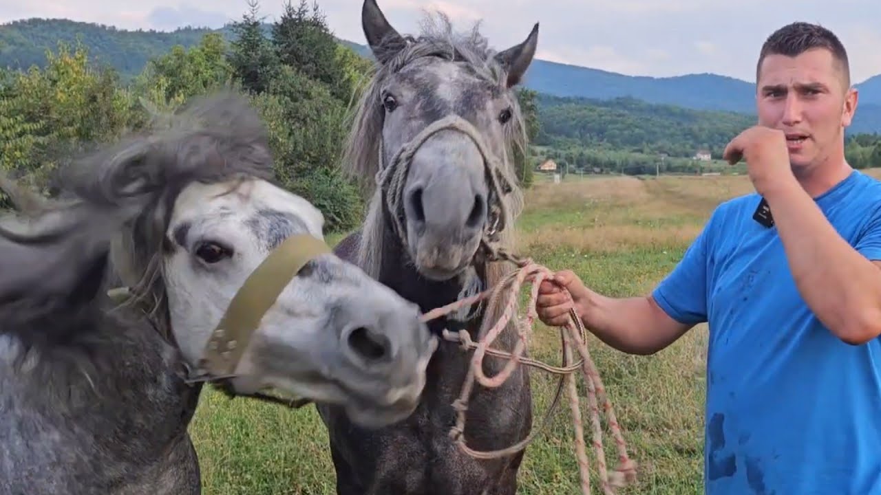 Ivan s novim konjima priprema iznenadjenje protivnicima 18 .8..Straparijada u Kutanji.